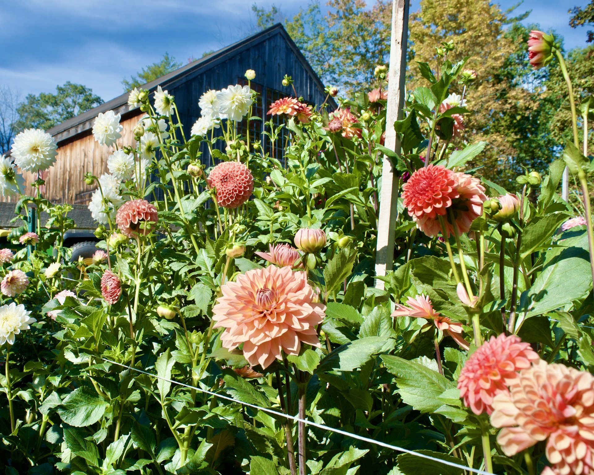 Dahlias blooming in front of the weathered barn at Honey & Bloom Barn