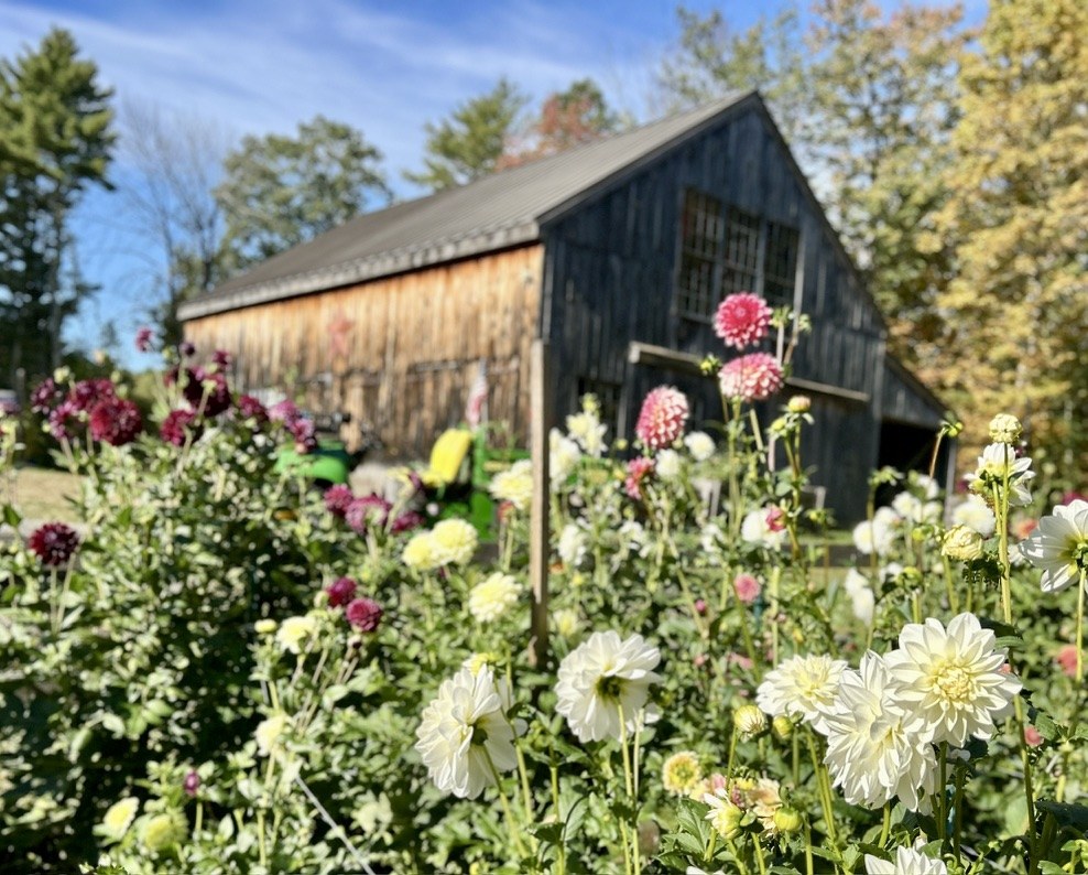 Historic New England farmhouse and barn with perennial gardens
